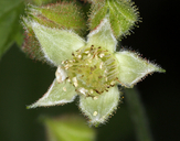 Rubus glaucifolius