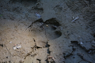 Pygmy Hippo Footprint