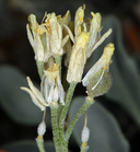 Physaria occidentalis ssp. occidentalis