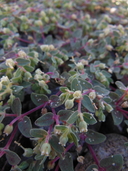 Euphorbia ocellata ssp. rattanii