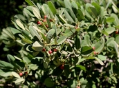 Frangula californica ssp. crassifolia