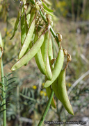 Astragalus filipes