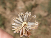 Thelesperma megapotamicum