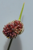 Allium vineale ssp. vineale