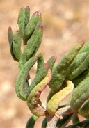 Talinopsis frutescens