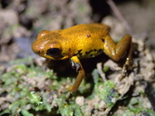 Geminise Poison Dart Frog