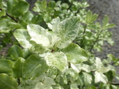 Pittosporum tenuifolium