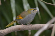 Liocichla omeiensis