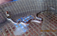 Cape Gopher Snake