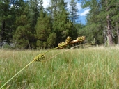 Carex serratodens