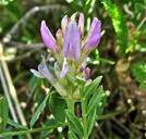 Astragalus bisulcatus