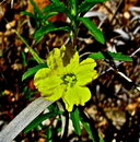 Oenothera serrulata