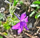 Delphinium bicolor