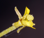 Camissonia parvula