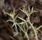 Astragalus kentrophyta var. elatus
