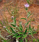Cirsium pulcherrimum