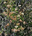 Physocarpus monogynus