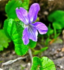 Viola nephrophylla