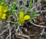 Physaria reediana