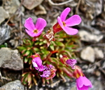 Douglasia montana