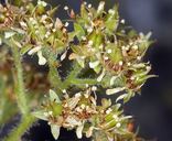 Saxifragopsis fragarioides