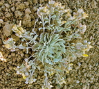 Physaria didymocarpa