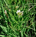 Anemone multifida var. tetonensis