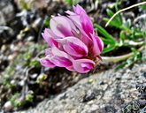Trifolium dasyphyllum