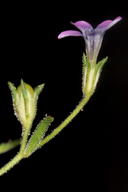 Navarretia linearifolia ssp. linearifolia