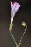 Navarretia linearifolia