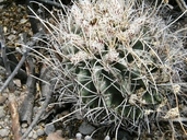 Glandulicactus uncinatus var. wrightii