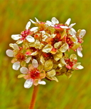 Micranthes aprica