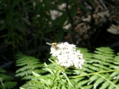 Stevia plummerae