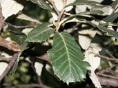 Quercus sideroxyla