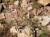 Persicaria pennsylvanica