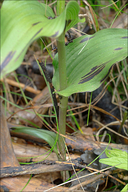 Epipactis helleborine ssp. orbicularis