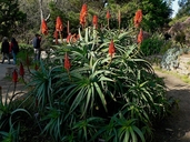 Aloe vryheidensis