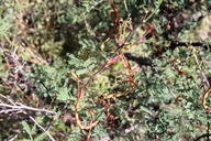 Acacia neovernicosa