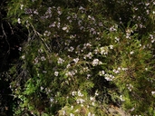 Chamelaucium uncinatum