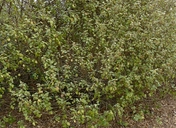 Chorilaena quercefolia