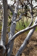 Eucalyptus lehmannii