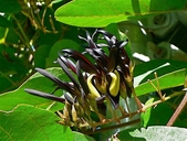 Kennedia nigricans