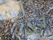 Echinocereus polyacanthus