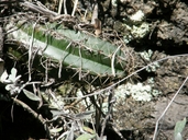 Echinocereus polyacanthus
