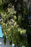 Corymbia citriodora