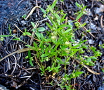 Galium bifolium