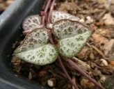 Ceropegia llinearis ssp. woodii