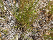 Calamagrostis rubescens