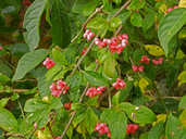Large-leaved Spindle