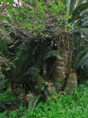 Encephalartos transvenosus